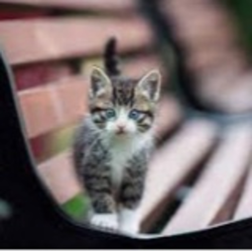 Meet your Posher, Taylor